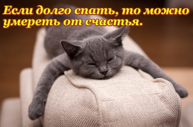 Кот смешно спит. Если долго спать, то можно умереть от счастья.