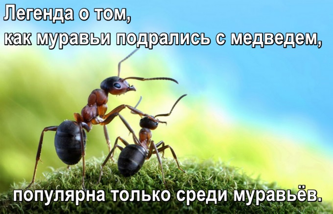 Легенда о том, как муравьи подрались с медведем, популярна только среди муравьёв.