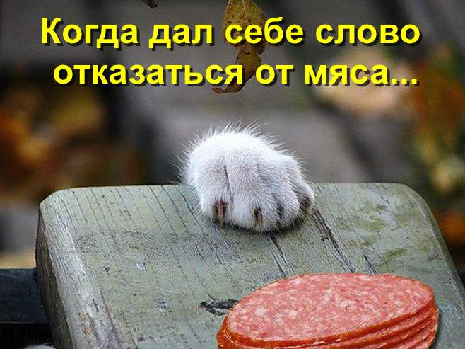 Кот ворует колбасу.