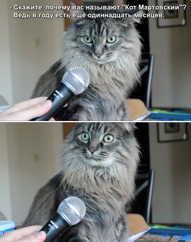 Скажите, почему вас называют "кот мартовский"? Ведь в году есть еще одиннадцать месяцев. Кот на интервью удивился.