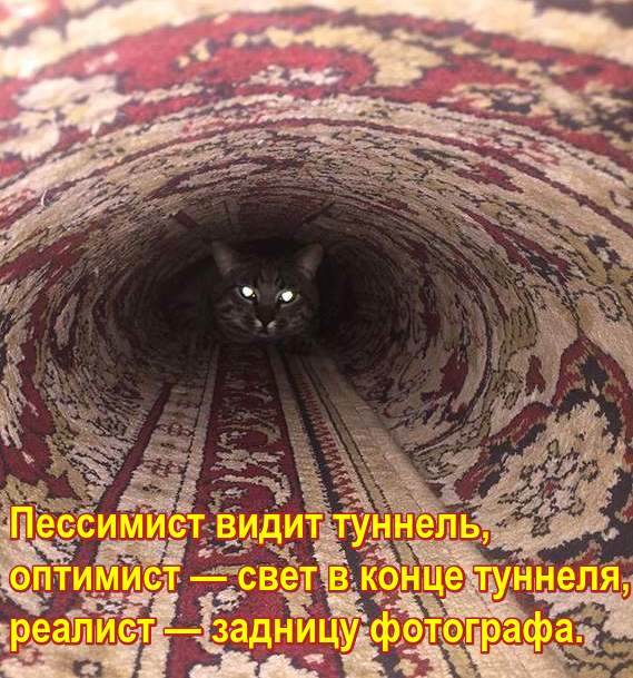 Кошка внутри ковра. Пессимист видит туннель, оптимист — свет в конце туннеля, реалист — задницу фотографа