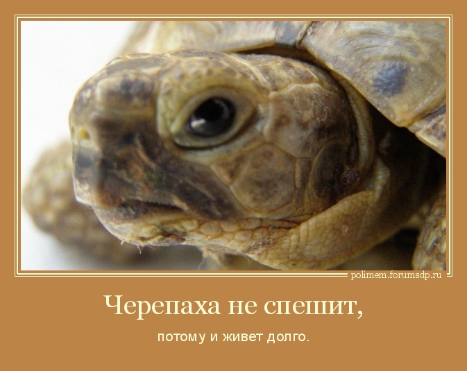 Черепаха не спешит, потому и живет долго. 
