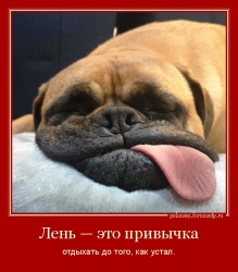 Собака спит, вывалила язык. Лень — это привычка отдыхать до того, как устал.