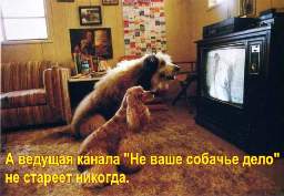 Собаки смотрят телевизор. А ведущая канала "Не ваше собачье дело" не стареет никогда.