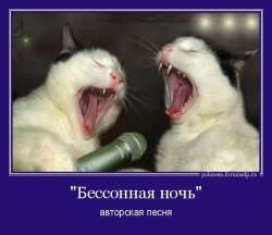 Кошки поют в микрофон.