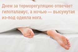 Днем за терморегуляцию отвечает гипоталамус, а ночью — высунутая из-под одеяла нога.