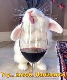 Косой нализался. Заяц облизывает бокал с вином.