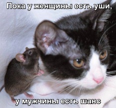Мышка шепчет на ухо кошке