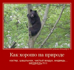 Медведь на дереве.