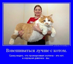 Сразу видно, что прожорливая скотина - это кот, а хорошая девочка - вы. Девушка с огромным котом на руках.