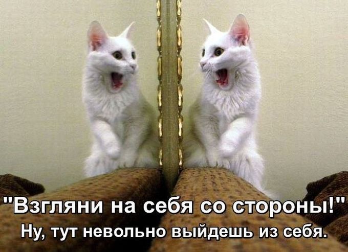 Кот смотрится в зеркало