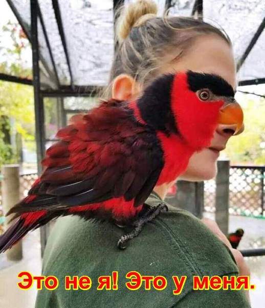 Это не я. Это у меня. Девушка с попугаем на плече.